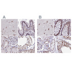 Immunohistochemical staining of human cerebral cortex, colon, kidney and testis using Anti-PUF60 antibody HPA059714 (A) shows similar protein distribution across tissues to independent antibody HPA052096 (B).