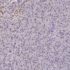 Immunohistochemical staining of human pancreas shows low expression as expected.