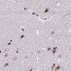 Immunohistochemical staining of human cerebral cortex using Anti-PUF60 antibody HPA059714.