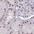 Immunohistochemical staining of human kidney using Anti-PUF60 antibody HPA059714.