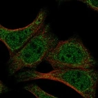 Anti-DND1 Antibody