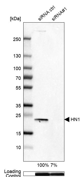 Anti-HN1 Antibody