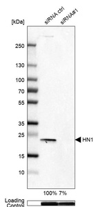 Anti-HN1 Antibody