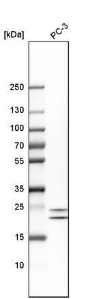 Western blot analysis in human cell line PC-3.
