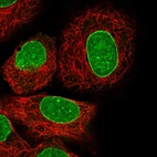 Immunofluorescent staining of human cell line A549 shows localization to nucleus & nuclear membrane.