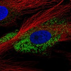 Anti-COL1A2 Antibody