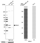 Anti-NR4A1 Antibody