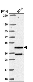 Anti-RFX8 Antibody