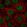 Anti-NR4A1 Antibody