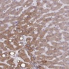 Anti-OR4A47 Antibody