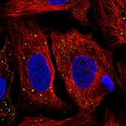 Immunofluorescent staining of human cell line U-2 OS shows localization to vesicles.