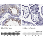 Anti-BCL2L14 Antibody