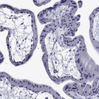 Immunohistochemical staining of human placenta shows low expression as expected.