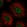 Anti-USB1 Antibody