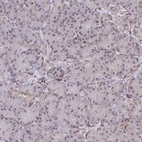 Immunohistochemical staining of human pancreas shows low expression as expected.