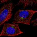 Anti-TNFSF9 Antibody