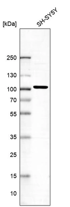 Western blot analysis in human cell line SH-SY5Y.