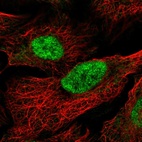 Anti-MAU2 Antibody