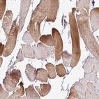Immunohistochemical staining of human skeletal muscle shows high expression.
