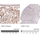 Anti-LGR5 Antibody