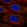 Anti-BBS2 Antibody