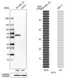 Western blot analysis in human cell lines SK-MEL-30 and MCF-7 using Anti-IFIT3 antibody. Corresponding IFIT3 RNA-seq data are presented for the same cell lines. Loading control: Anti-PFN1.