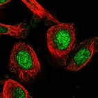 Anti-C19orf53 Antibody