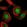 Anti-C19orf53 Antibody