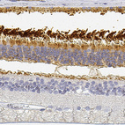 Anti-PDE6B Antibody