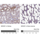 Anti-MINOS1 Antibody