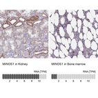 Anti-MINOS1 Antibody