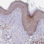 Anti-MINOS1 Antibody