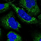 Immunofluorescent staining of human cell line U-2 OS shows localization to mitochondria.