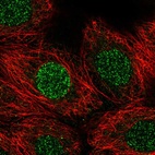 Anti-CBFA2T3 Antibody