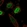 Anti-ONECUT3 Antibody