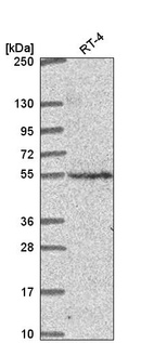 Anti-CNNM2 Antibody