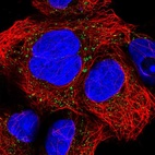 Immunofluorescent staining of human cell line HEK 293 shows localization to vesicles.