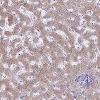 Anti-FAM122C Antibody