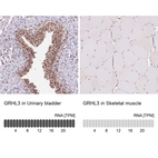 Immunohistochemistry analysis in human urinary bladder and skeletal muscle tissues using HPA059960 antibody. Corresponding GRHL3 RNA-seq data are presented for the same tissues.