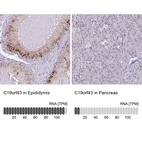 Anti-C19orf43 Antibody