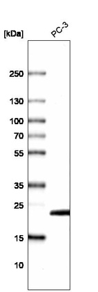 Western blot analysis in human cell line PC-3.