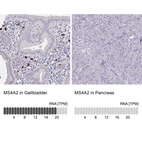 Anti-MS4A2 Antibody