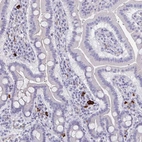 Immunohistochemical staining of human small intestine shows strong cytoplasmic positivity in myelopoietic cells.