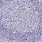 Anti-MS4A2 Antibody