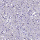 Anti-MS4A2 Antibody