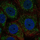 Anti-ZNHIT3 Antibody