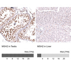 Anti-MSH2 Antibody