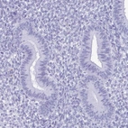 Immunohistochemical staining of human endometrium shows no positivity in glandular cells as expected.