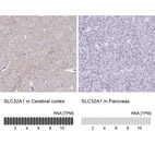 Anti-SLC32A1 Antibody