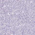 Immunohistochemical staining of human pancreas shows no positivity in exocrine glandular cells as expected.